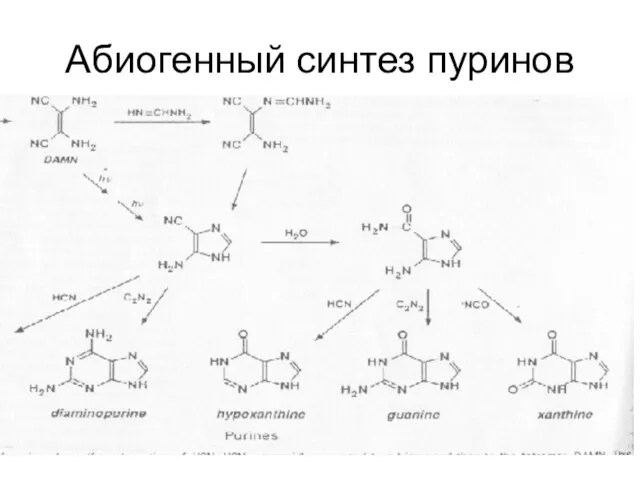 Абиогенный синтез пуринов