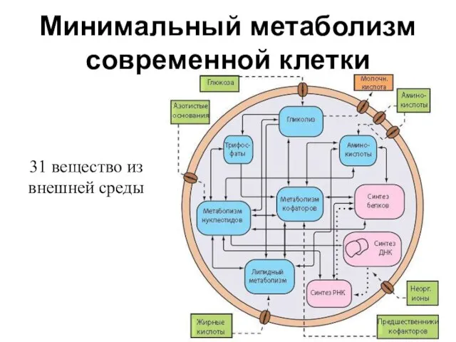 Минимальный метаболизм современной клетки 31 вещество из внешней среды