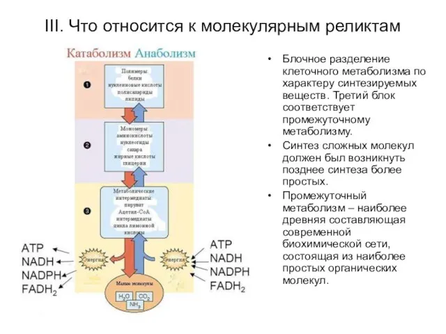 III. Что относится к молекулярным реликтам Блочное разделение клеточного метаболизма по