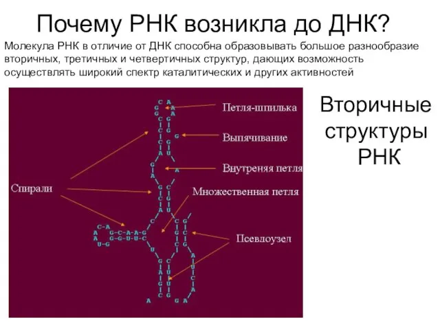 Почему РНК возникла до ДНК? Молекула РНК в отличие от ДНК