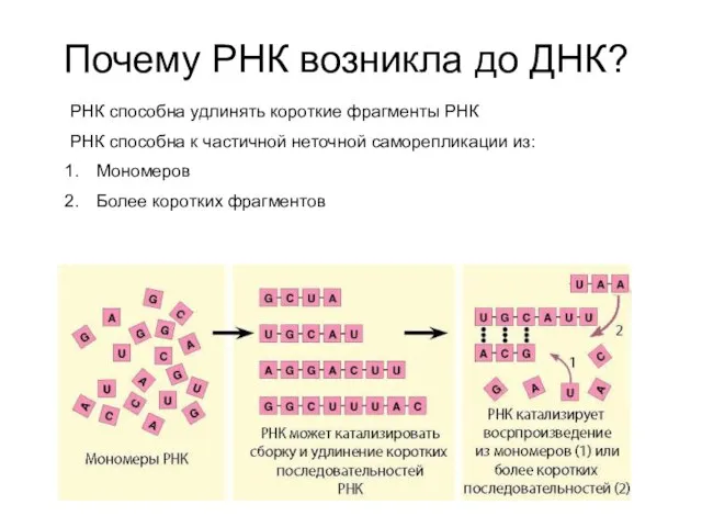 Почему РНК возникла до ДНК? РНК способна удлинять короткие фрагменты РНК