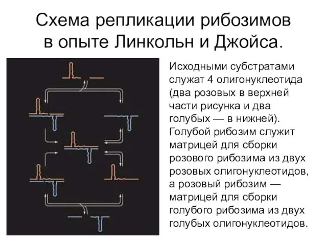 Схема репликации рибозимов в опыте Линкольн и Джойса. Исходными субстратами служат