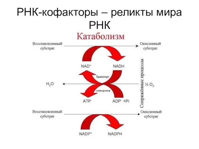 РНК-кофакторы – реликты мира РНК