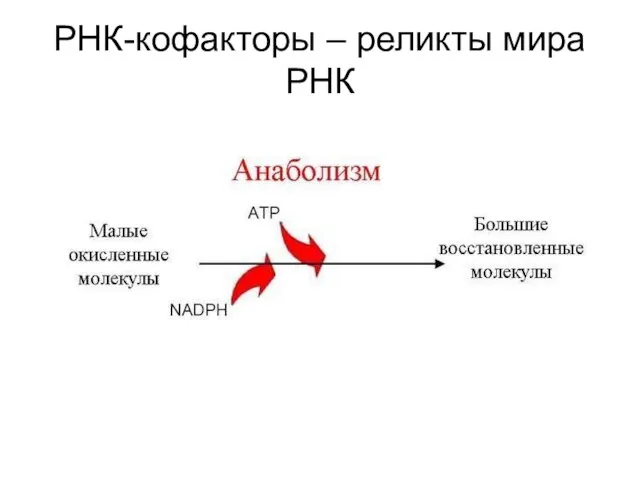 РНК-кофакторы – реликты мира РНК