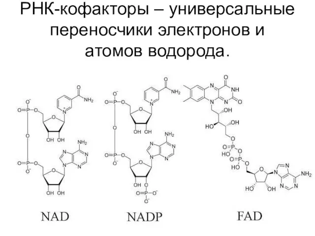 РНК-кофакторы – универсальные переносчики электронов и атомов водорода.