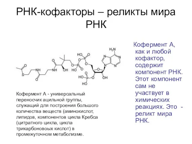 РНК-кофакторы – реликты мира РНК Кофермент А, как и любой кофактор,