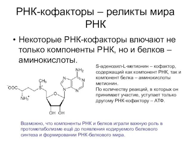 РНК-кофакторы – реликты мира РНК Некоторые РНК-кофакторы влючают не только компоненты