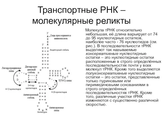 Транспортные РНК – молекулярные реликты Молекула тРНК относительно небольшая, её длина