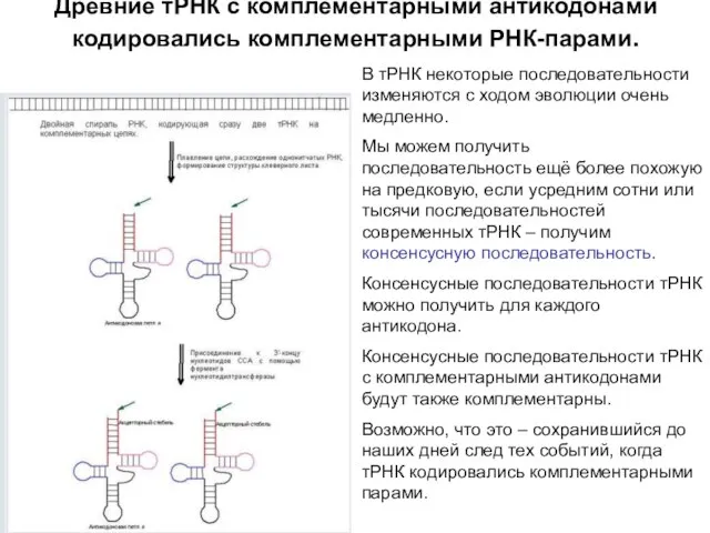 Древние тРНК с комплементарными антикодонами кодировались комплементарными РНК-парами. В тРНК некоторые