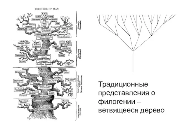 Традиционные представления о филогении – ветвящееся дерево