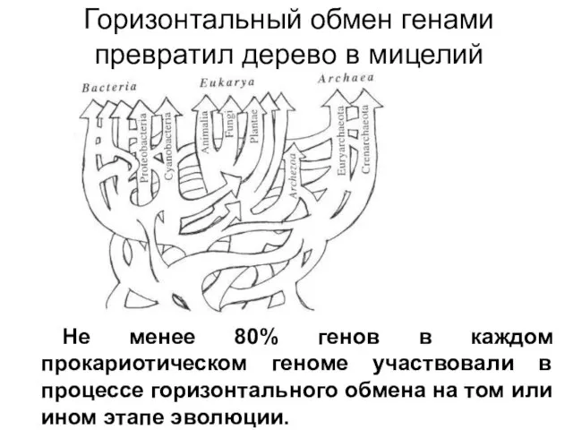 Горизонтальный обмен генами превратил дерево в мицелий Не менее 80% генов