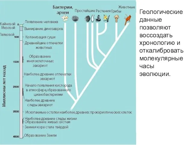 Геологические данные позволяют воссоздать хронологию и откалибровать молекулярные часы эволюции.