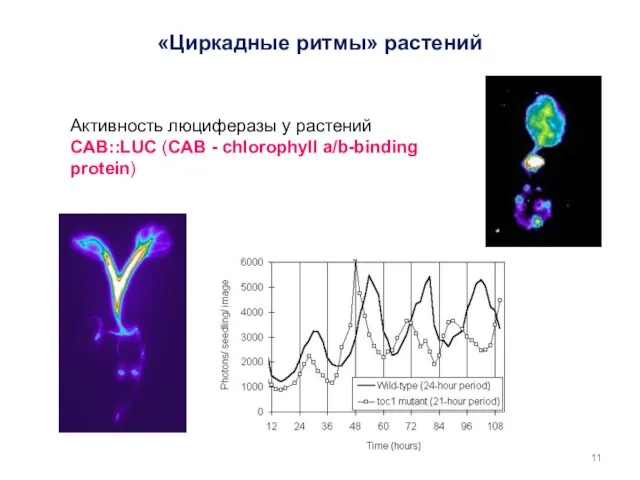 Активность люциферазы у растений CAB::LUC (CAB - chlorophyll a/b-binding protein) «Циркадные ритмы» растений