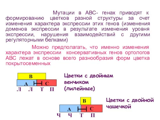 Цветки с двойным венчиком (лилейные) Цветки с двойной чашечкой Мутации в