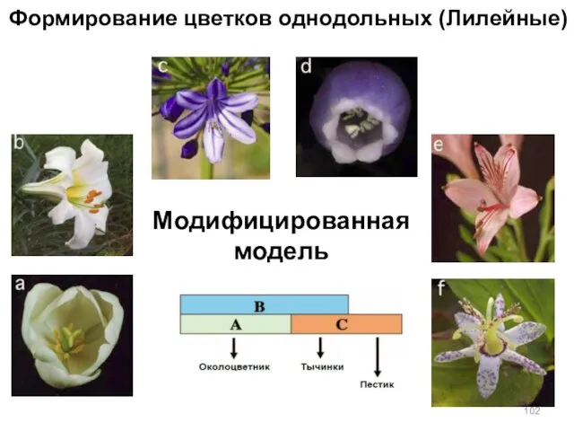 Модифицированная модель Формирование цветков однодольных (Лилейные)