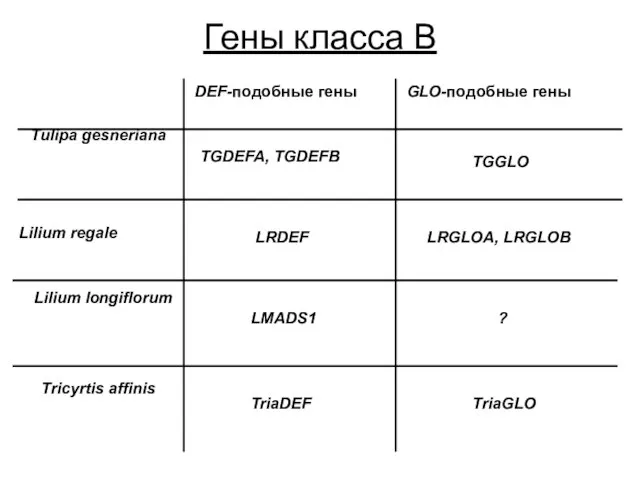 TGDEFA, TGDEFB GLO-подобные гены DEF-подобные гены Tulipa gesneriana Гены класса В