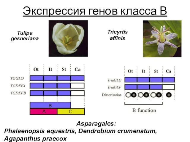 Tulipa gesneriana Экспрессия генов класса В Tricyrtis affinis Asparagales: Phalaenopsis equestris, Dendrobium crumenatum, Agapanthus praecox