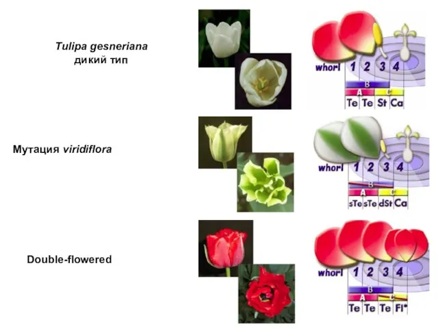 Мутация viridiflora Tulipa gesneriana дикий тип Double-flowered