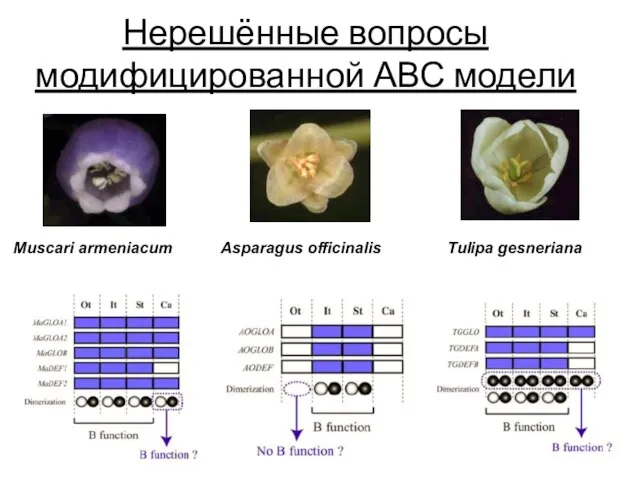 Нерешённые вопросы модифицированной АВС модели Muscari armeniacum Asparagus officinalis Tulipa gesneriana