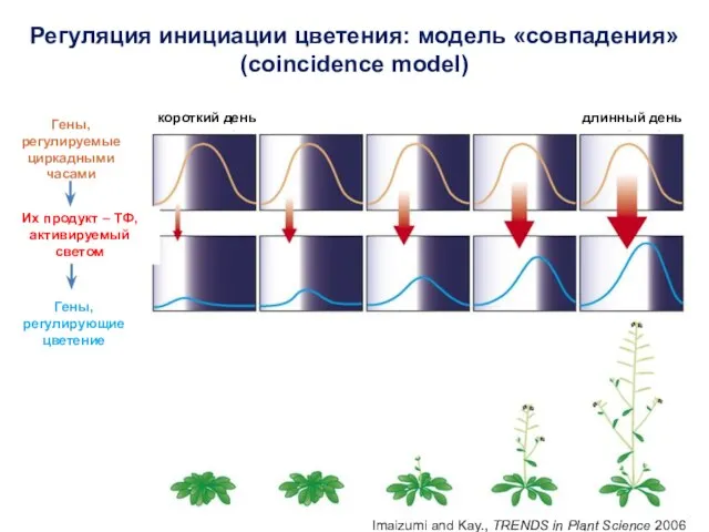 Imaizumi and Kay., TRENDS in Plant Science 2006 Гены, регулируемые циркадными