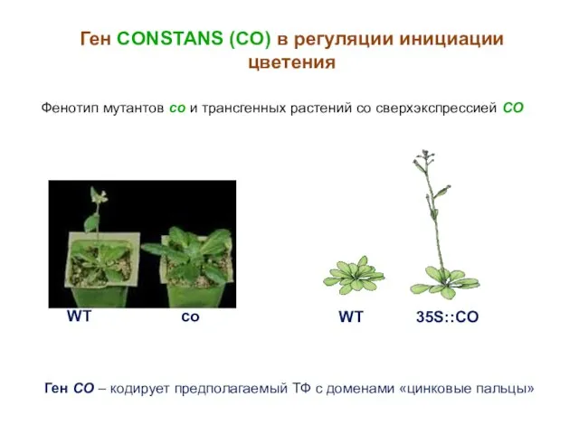 WT 35S::CO Ген CONSTANS (CO) в регуляции инициации цветения Ген CO