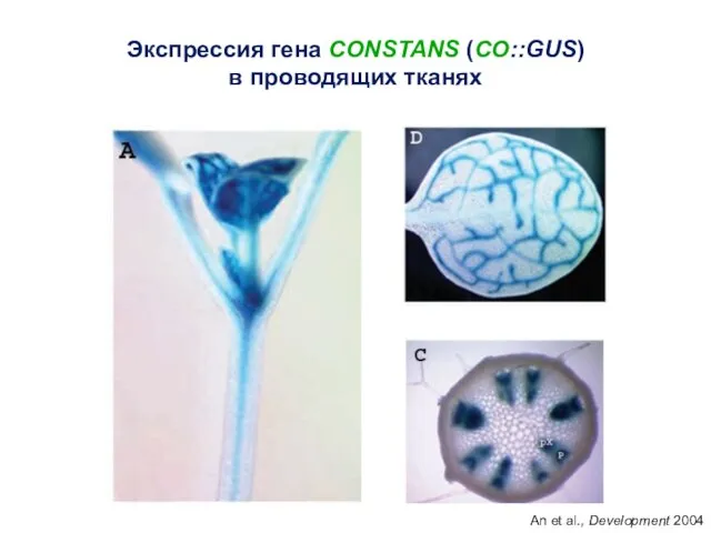 Экспрессия гена CONSTANS (CO::GUS) в проводящих тканях An et al., Development 2004