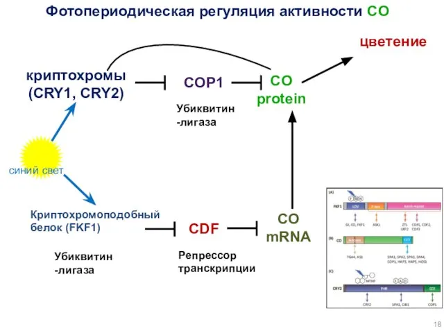 COP1 синий свет криптохромы (CRY1, CRY2) CO protein цветение Фотопериодическая регуляция