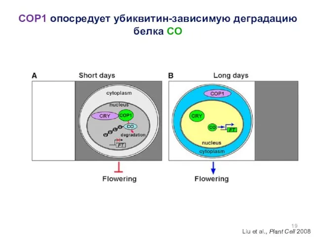 COP1 опосредует убиквитин-зависимую деградацию белка CO Liu et al., Plant Cell 2008