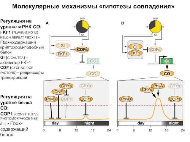 Молекулярные механизмы «гипотезы совпадения» Регуляция на уровне мРНК СО: FKF1 (FLAVIN-BINDING