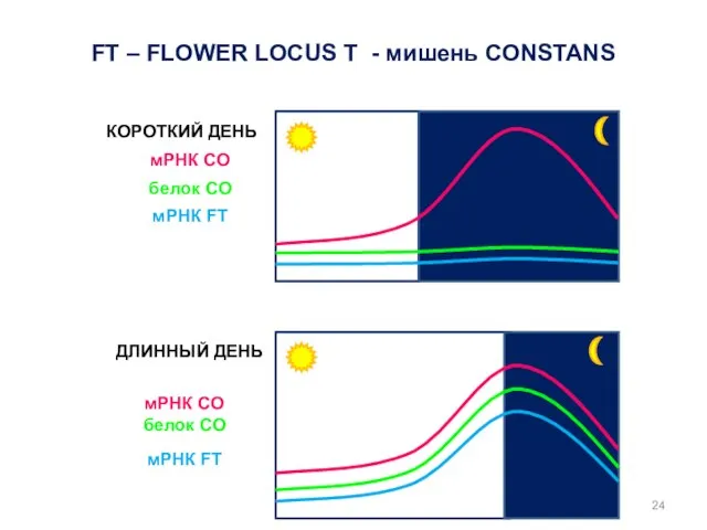 КОРОТКИЙ ДЕНЬ ДЛИННЫЙ ДЕНЬ мРНК CO мРНК CO белок CO белок