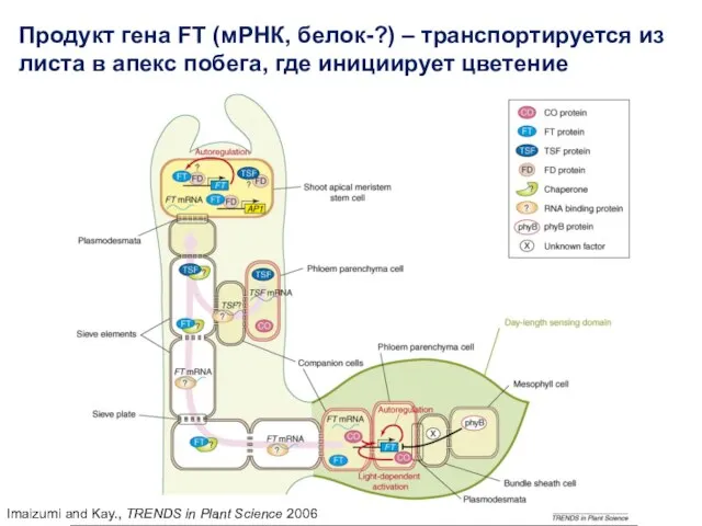 Imaizumi and Kay., TRENDS in Plant Science 2006 Продукт гена FT