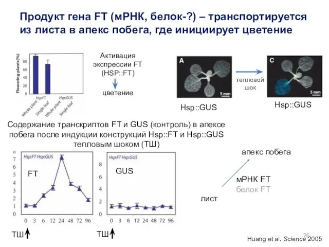 Активация экспрессии FT (HSP::FT) цветение ТШ ТШ Содержание транскриптов FT и