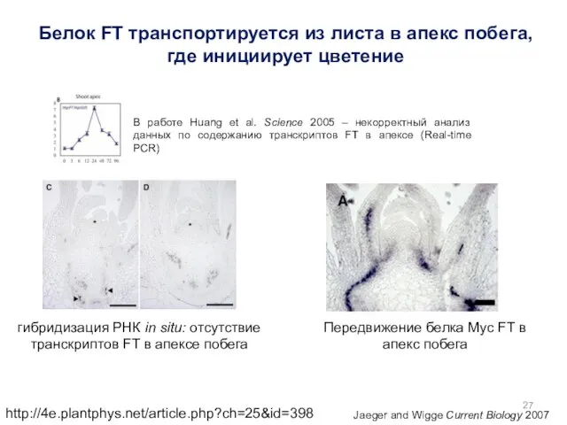 http://4e.plantphys.net/article.php?ch=25&id=398 Jaeger and Wigge Current Biology 2007 Передвижение белка Myc FT