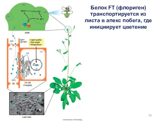 Белок FT (флориген) транспортируется из листа в апекс побега, где инициирует цветение