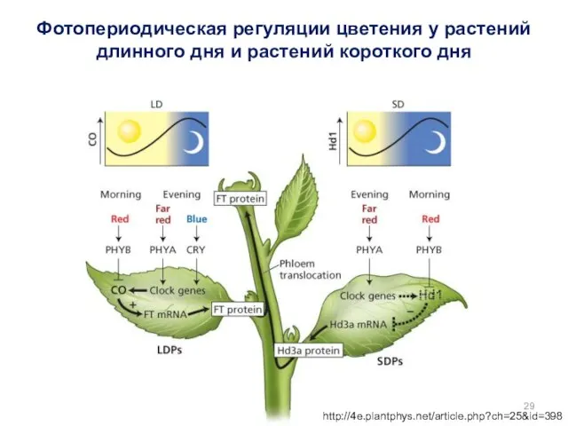 http://4e.plantphys.net/article.php?ch=25&id=398 Фотопериодическая регуляции цветения у растений длинного дня и растений короткого дня