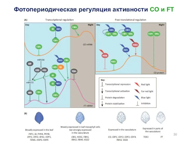 Фотопериодическая регуляция активности CO и FT