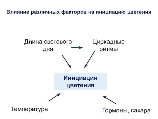 Инициация цветения Гормоны, сахара Температура Длина светового дня Циркадные ритмы Влияние различных факторов на инициацию цветения