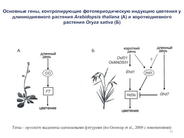 Основные гены, контролирующие фотопериодическую индукцию цветения у длиннодневного растения Arabidopsis thaliana