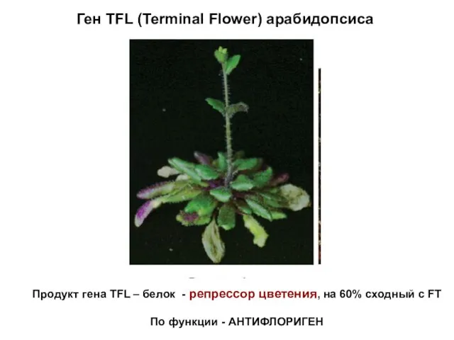 Ген TFL (Terminal Flower) арабидопсиса Продукт гена TFL – белок -