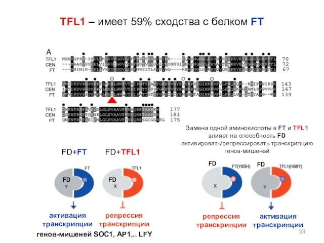 TFL1 – имеет 59% сходства с белком FT FD FD FD