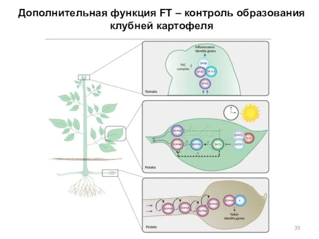 Дополнительная функция FT – контроль образования клубней картофеля