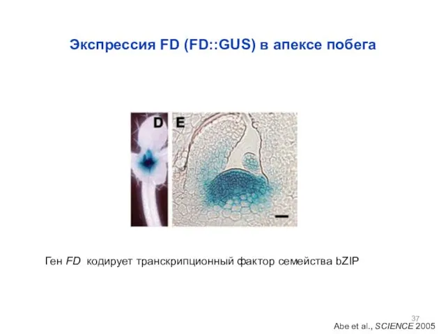 Экспрессия FD (FD::GUS) в апексе побега Abe et al., SCIENCE 2005