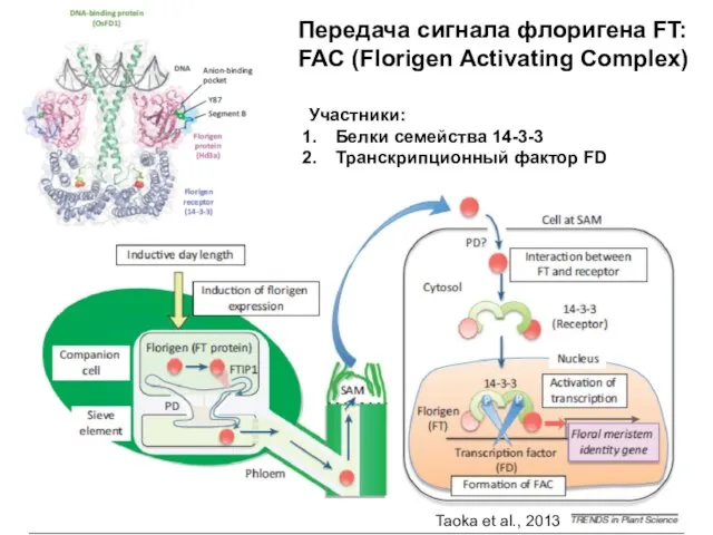 Передача сигнала флоригена FT: FAC (Florigen Activating Complex) Участники: Белки семейства