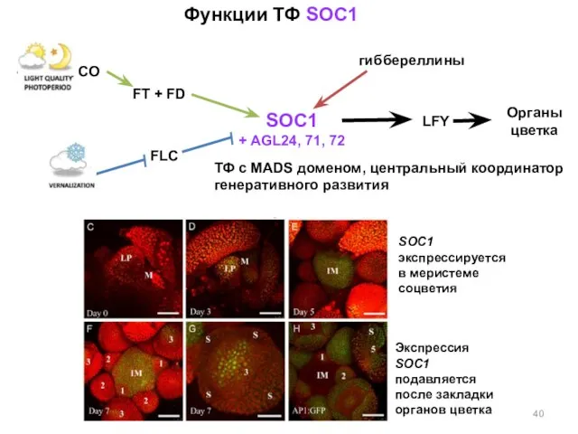 Функции ТФ SOC1 SOC1 + AGL24, 71, 72 LFY FT +