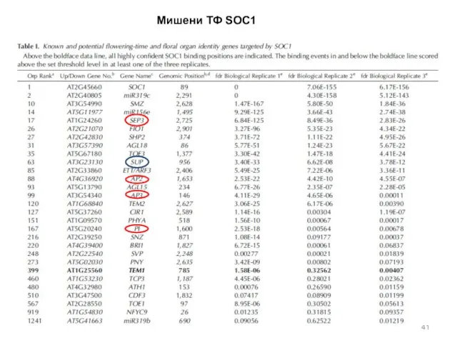 Мишени ТФ SOC1