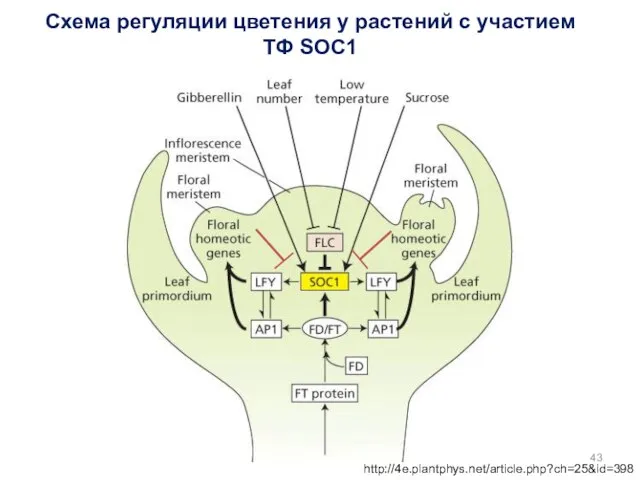 Схема регуляции цветения у растений с участием ТФ SOC1 http://4e.plantphys.net/article.php?ch=25&id=398