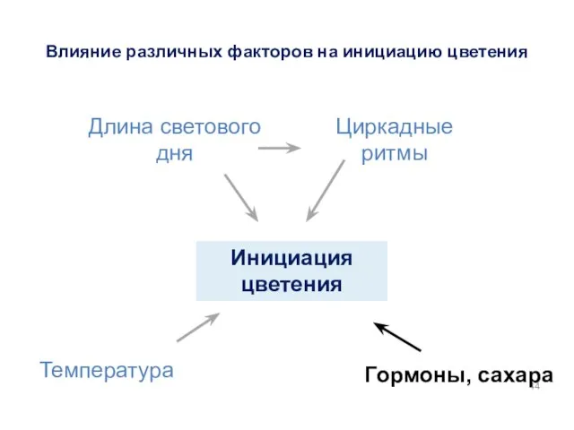 Инициация цветения Гормоны, сахара Температура Длина светового дня Циркадные ритмы Влияние различных факторов на инициацию цветения