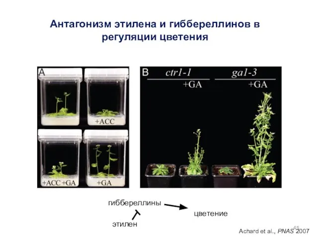 Achard et al., PNAS 2007 Антагонизм этилена и гиббереллинов в регуляции цветения гиббереллины цветение этилен