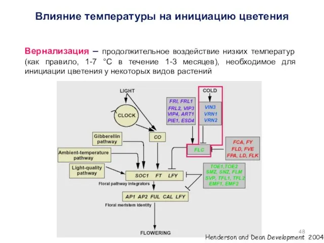 Вернализация – продолжительное воздействие низких температур (как правило, 1-7 °С в