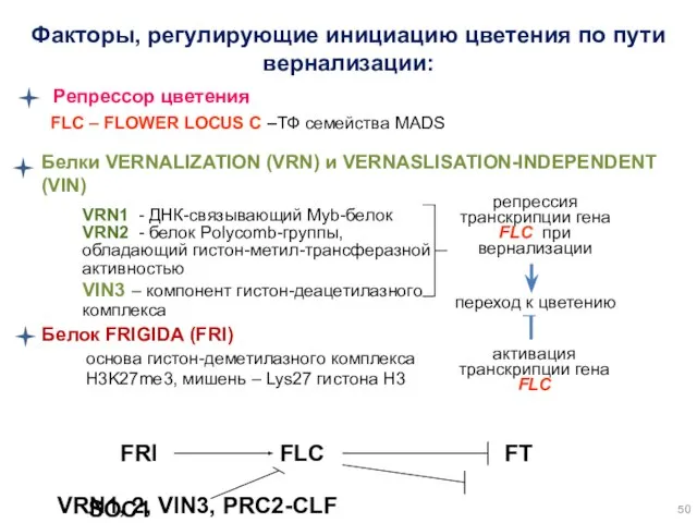 VRN1 - ДНК-связывающий Myb-белок VRN2 - белок Polycomb-группы, обладающий гистон-метил-трансферазной активностью